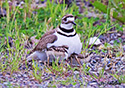 Charadrius vociferus